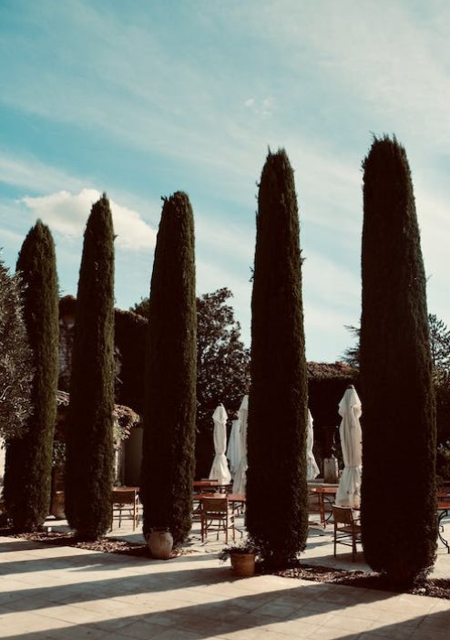 Os ciprestes, descubra sua origem e benefícios