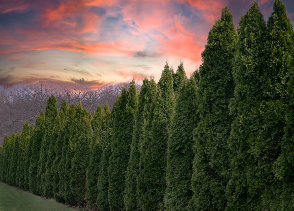 Os ciprestes, descubra sua origem e benefícios