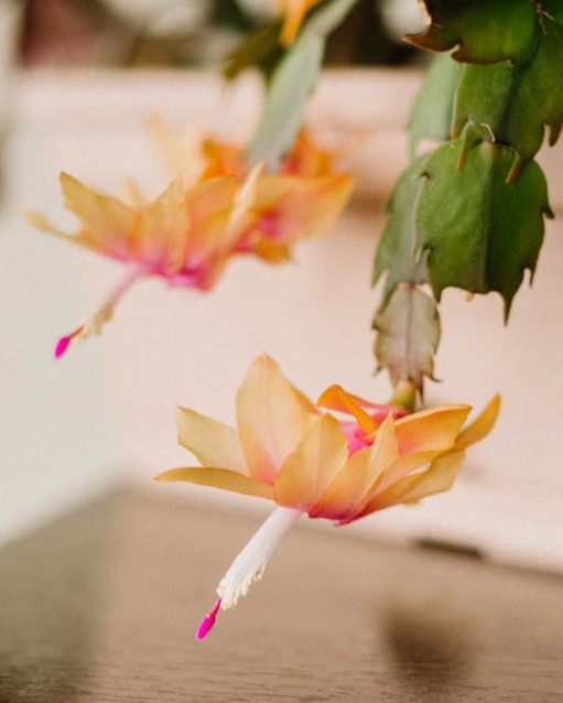 A Flor de Maio: Conheça 6 Espécies