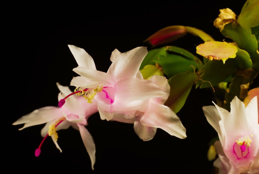 A Flor de Maio: Conheça 6 Espécies