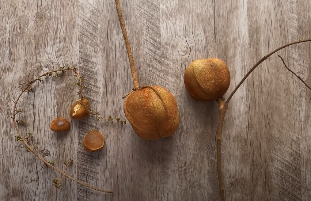 A andiroba é famosa por suas propriedades extraordinárias