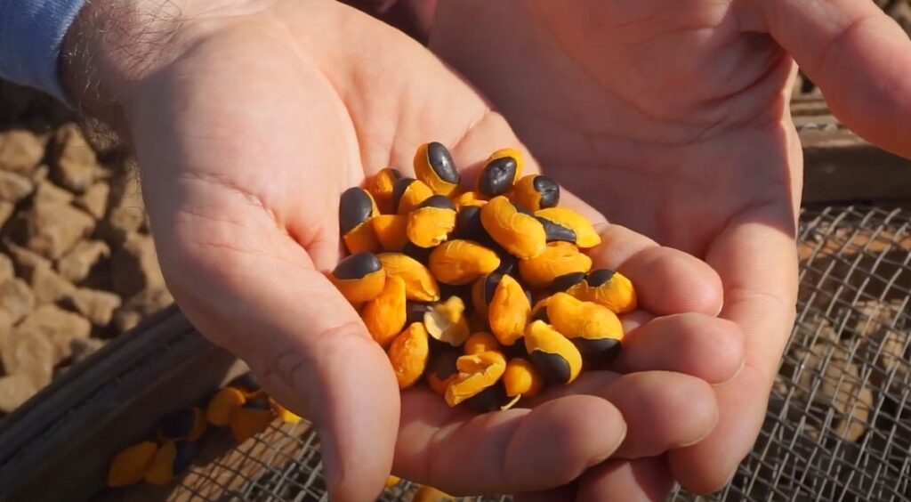 A copaíba é boa para quais problemas de saúde? Descubra seus benefícios! 