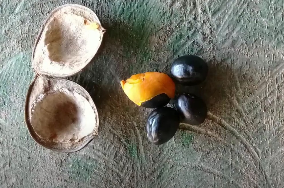 A copaíba é boa para quais problemas de saúde? Descubra seus benefícios! 