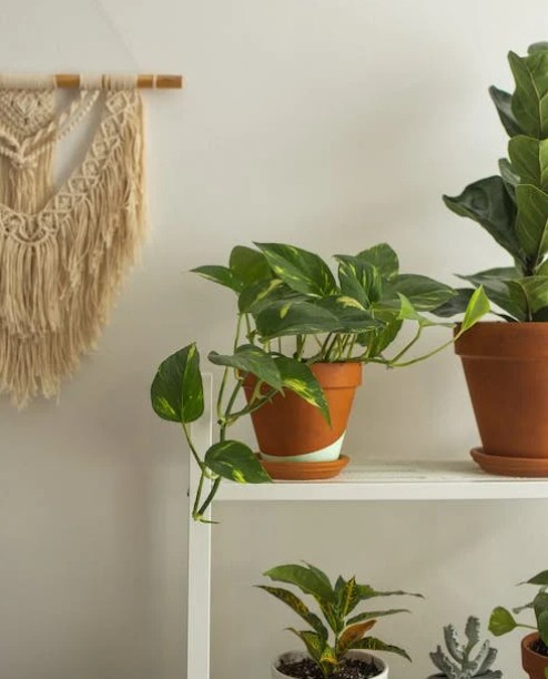 decorando com a planta jiboia