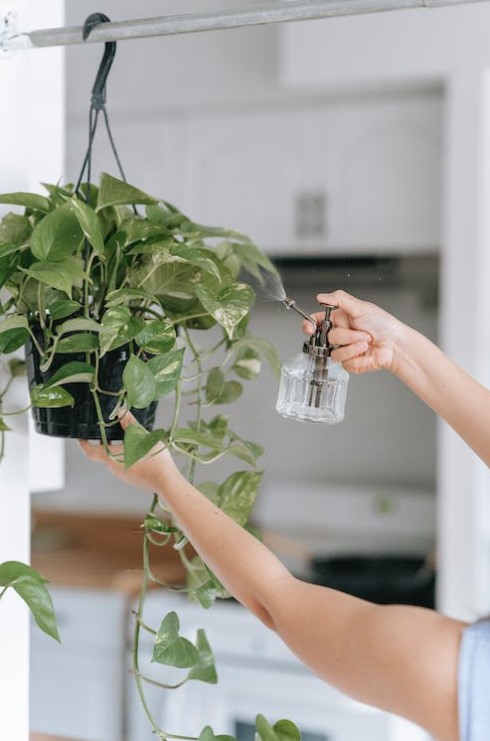A Jibóia é a Planta