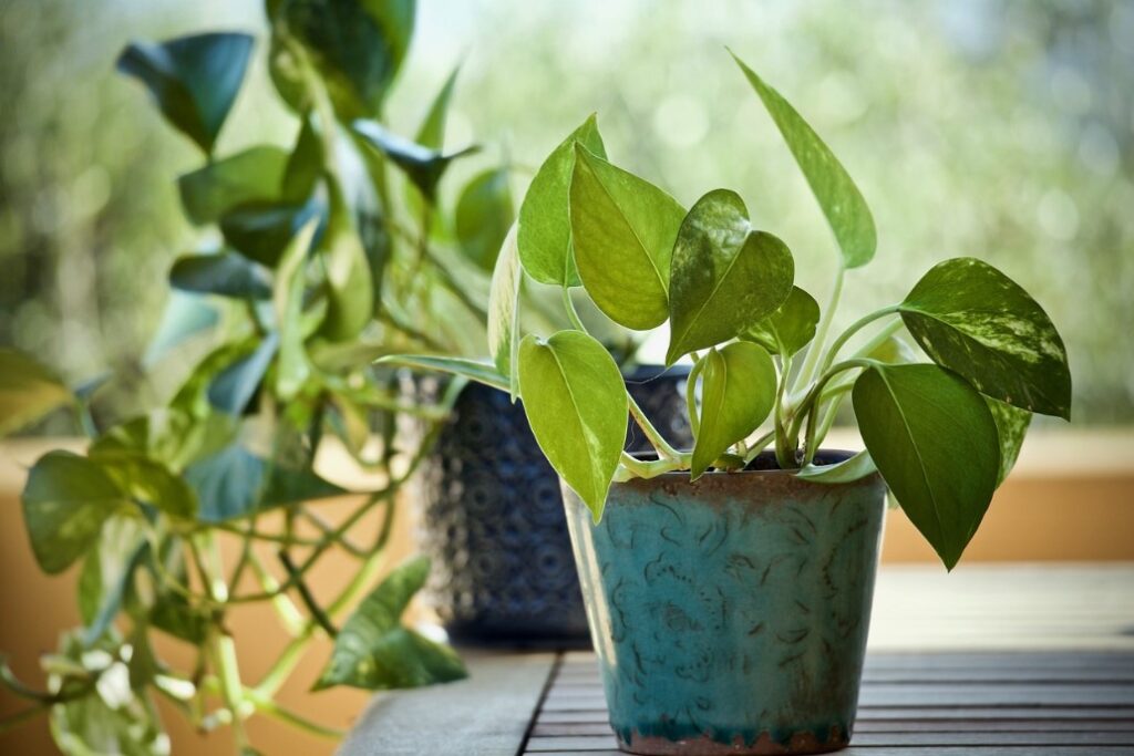 A Jibóia é a Planta que Transforma seu Ambiente