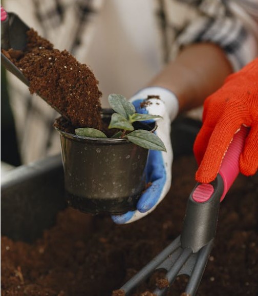 decorando com a planta jiboia