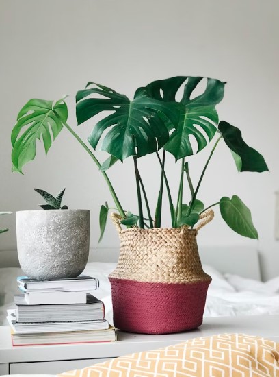 O ar condicionado pode ser um desafio para as plantas,