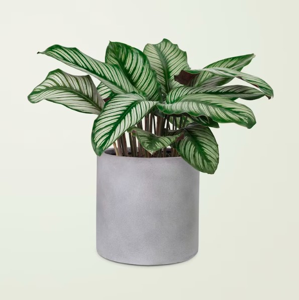 Plantas resistente, fácil cuidado