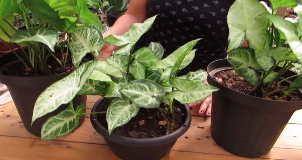 Plantas resistente, fácil cuidado