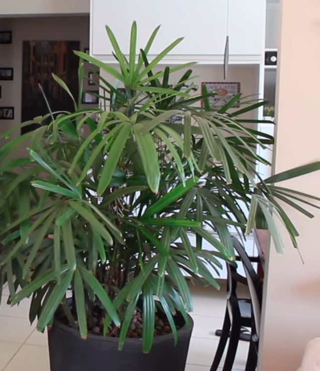 Plantas resistente, fácil cuidado