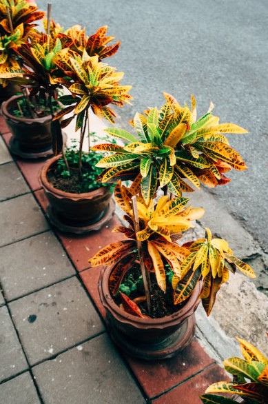 Plantas resistente, fácil cuidado