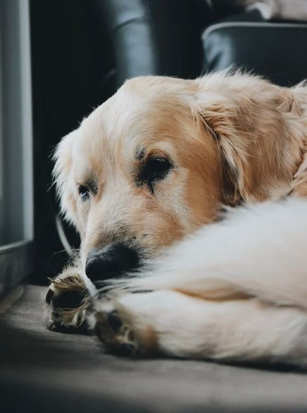Entendendo a Linguagem Corporal do seu Cão