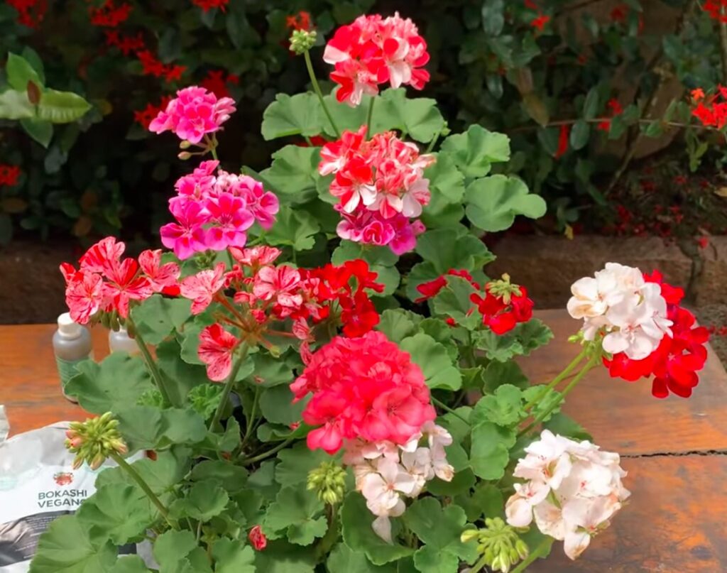 Plantas resistente, fácil cuidado