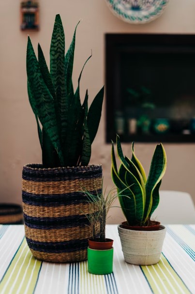 planta de fácil cultivo 