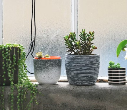 Suculentas: Conheça 11 espécies