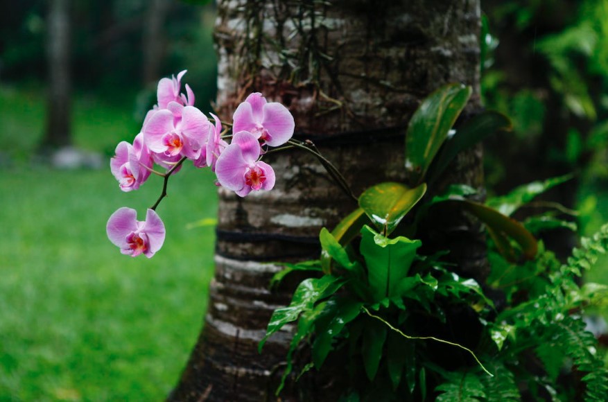 Orquídea com cuidar