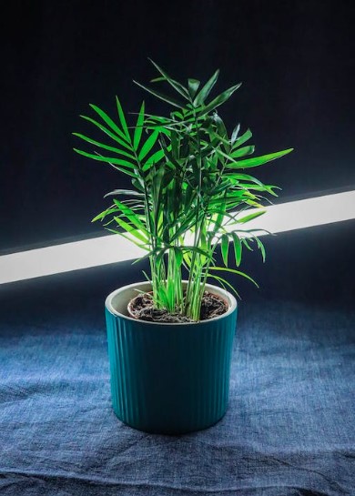 Plantas resistente, fácil cuidado
