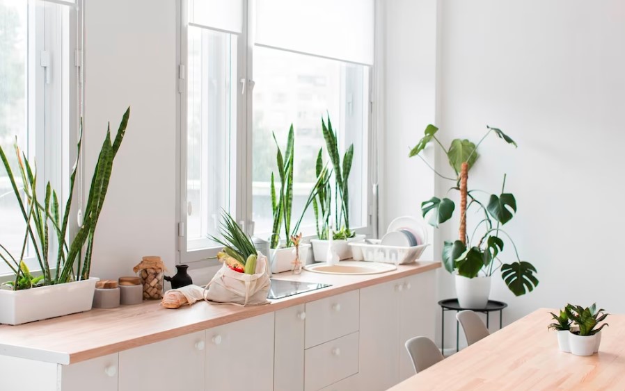 Como Decorar com Plantas: Dicas que você precisa saber