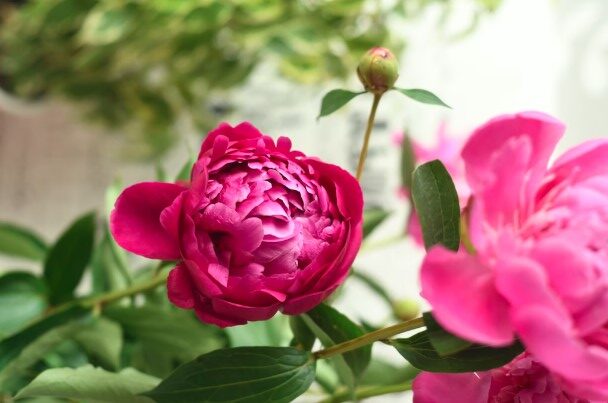 peônias flores raras 