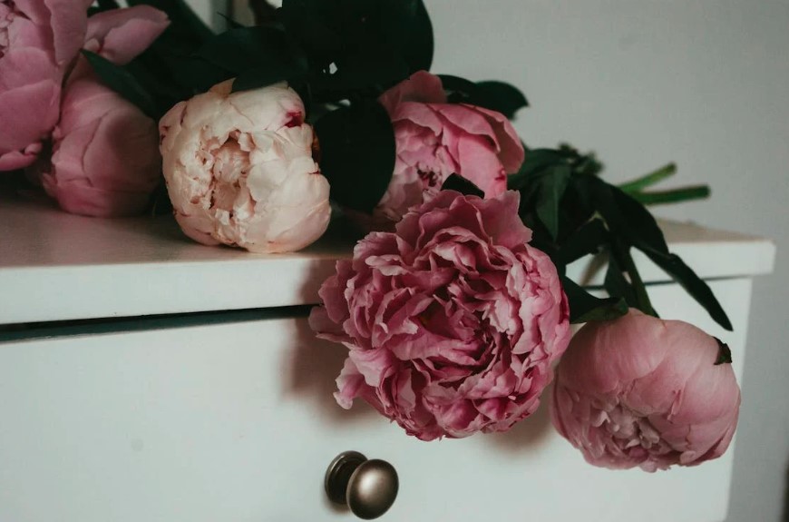 peônias flores raras