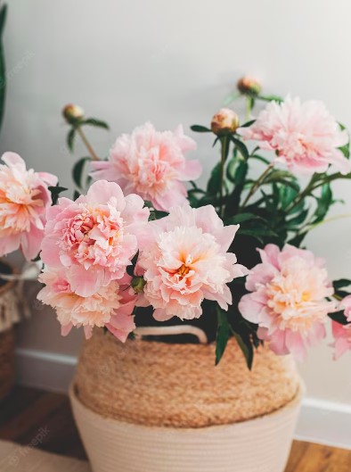 peônias flores raras 