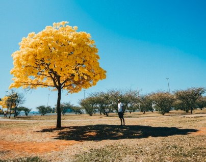 Árvore Ipê amarelo