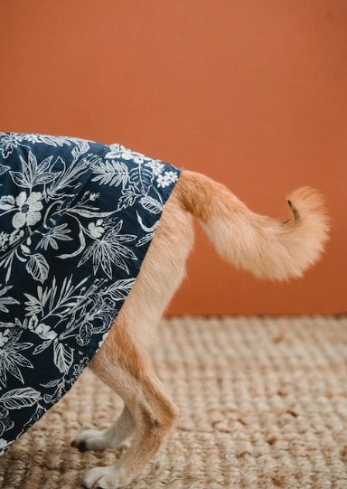 Entendendo a Linguagem Corporal do seu Cão