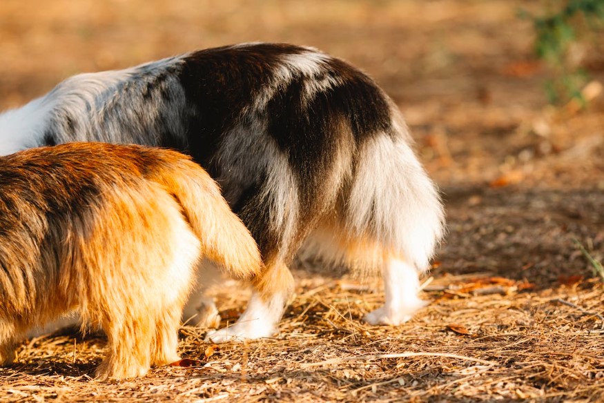 Entendendo a Linguagem Corporal do seu Cão