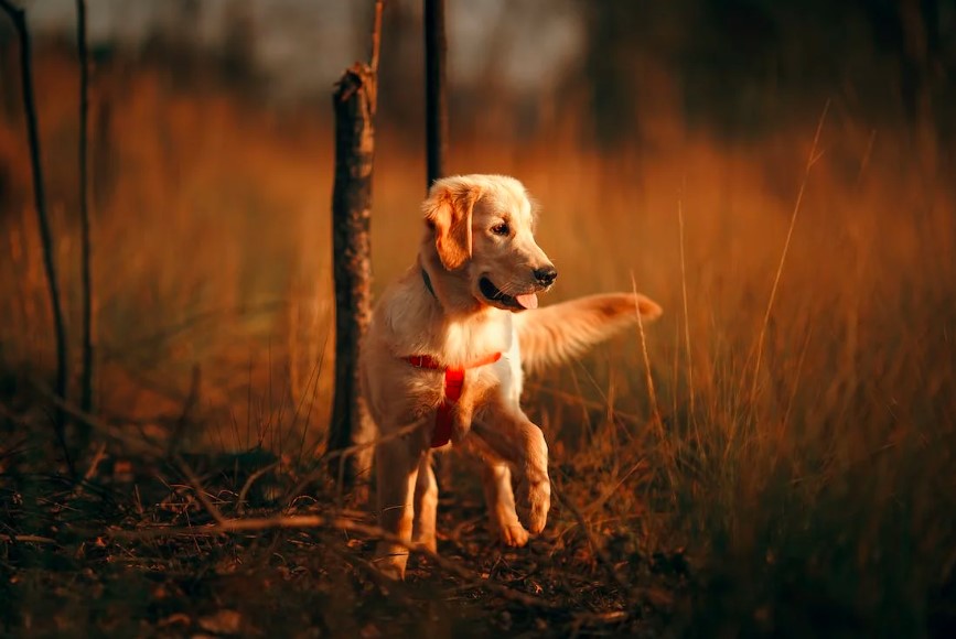 Entendendo a Linguagem Corporal do seu Cão