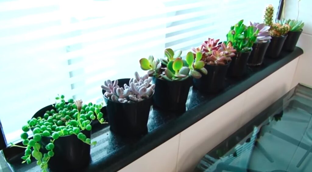 8 Dicas incríveis para Decorar sua Cozinha com Plantas