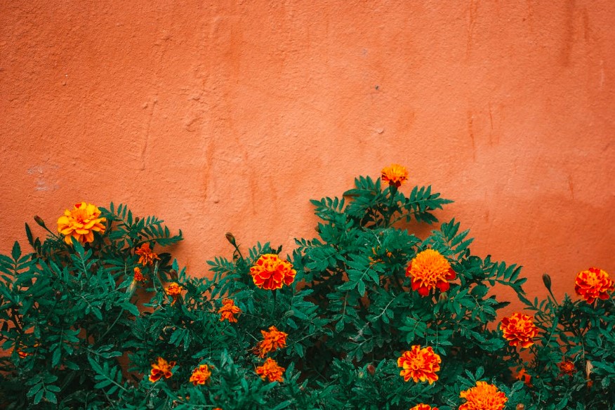 7 dicas essências para iniciantes na jardinagem