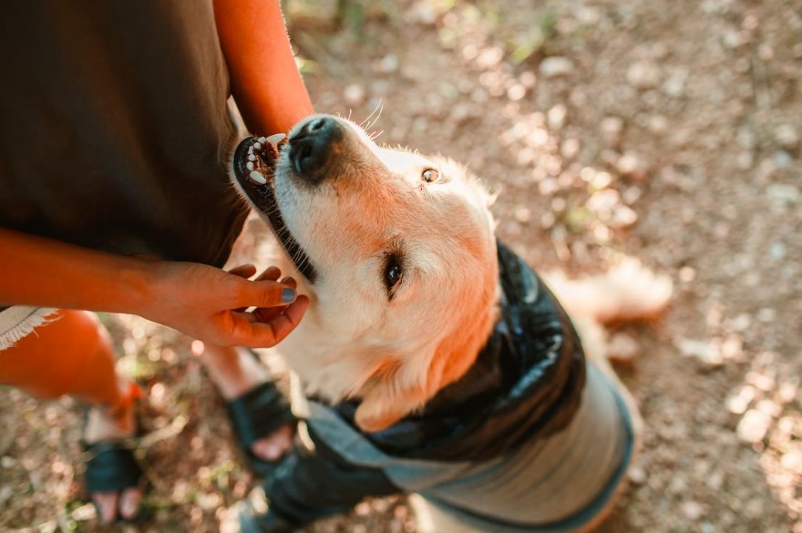 Entendendo a Linguagem Corporal do seu Cão