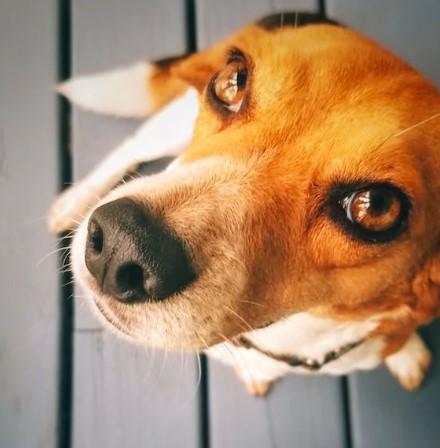 Entendendo a Linguagem Corporal do seu Cão