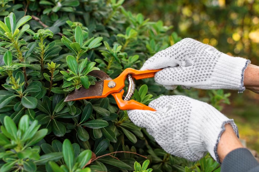 A poda regular das plantas é importante para promover o crescimento saudável