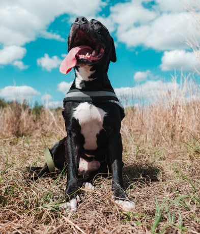 Entendendo a Linguagem Corporal do seu Cão