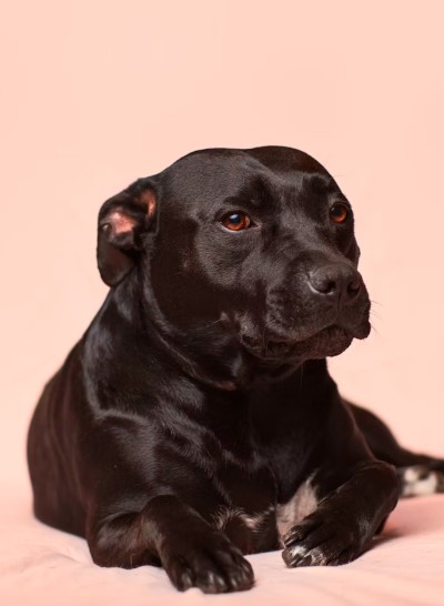 Entendendo a Linguagem Corporal do seu Cão