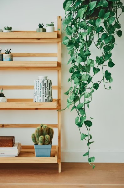 A Jibóia é a Planta