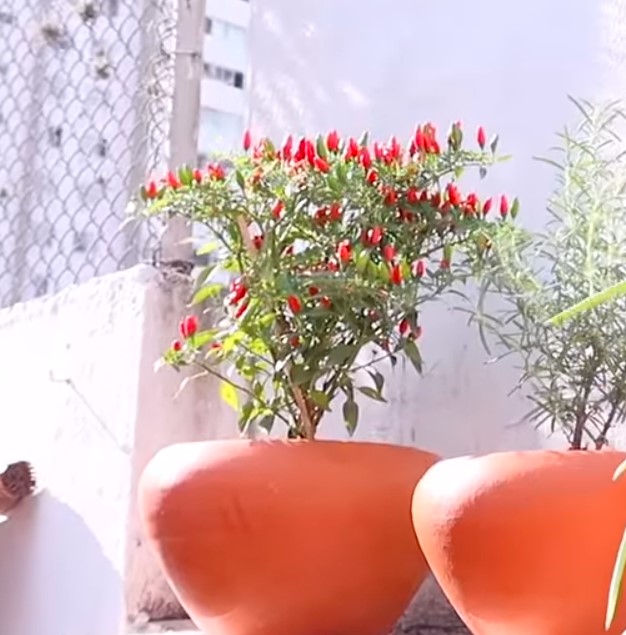 8 Dicas incríveis para Decorar sua Cozinha com Plantas