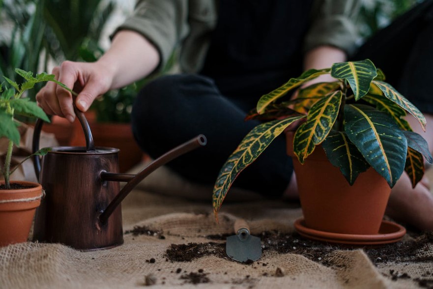 7 dicas essências para iniciantes na jardinagem