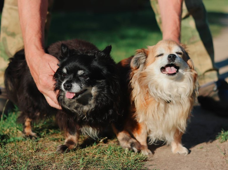 Entendendo a Linguagem Corporal do seu Cão