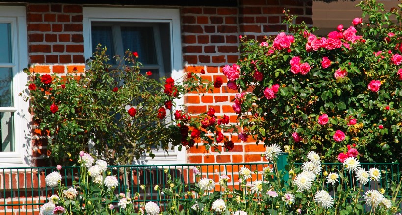 7 dicas essências para iniciantes na jardinagem