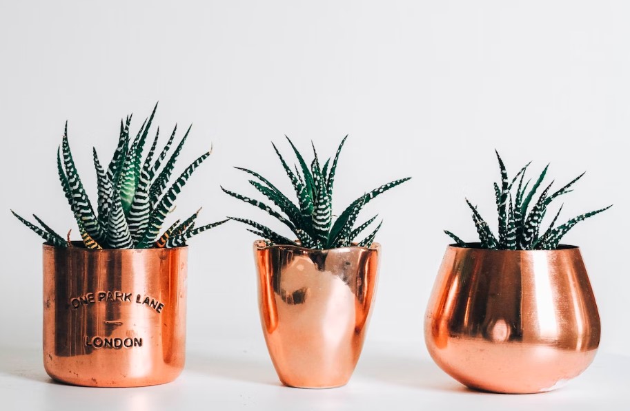 Suculentas: Conheça 11 espécies