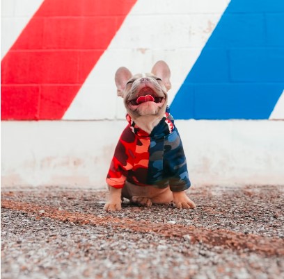 Entendendo a Linguagem Corporal do seu Cão