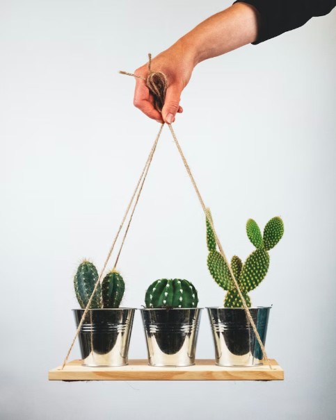 Plantas resistente, fácil cuidado