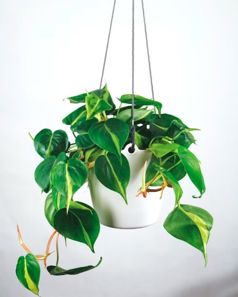 Plantas resistente, fácil cuidado