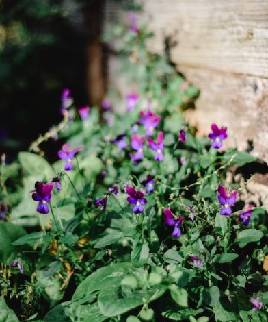 Violetas africanas: Essas flores encantadoras são famosas por sua capacidade de florescer mesmo em ambientes com pouca luz.