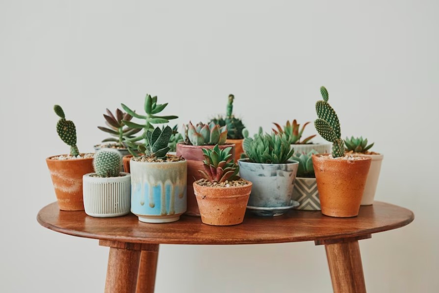 A escolha dos vasos e jardineiras também faz diferença na decoração com plantas