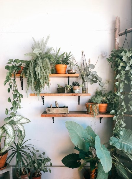 Existem diversas espécies de plantas que se adaptam bem a ambientes internos