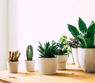  otimizar o espaço nos vasos é cobrir a superfície da terra com pedras ou cascas